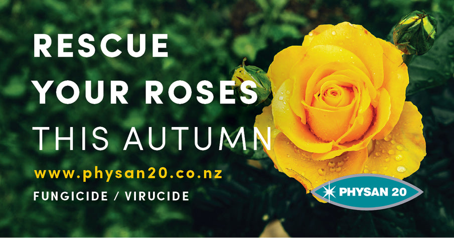 Rescue your Roses this Autumn!