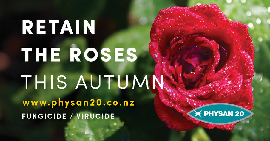 Retain the Roses this Autumn!