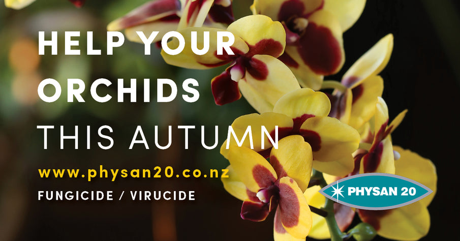 Help your Orchids this Autumn!